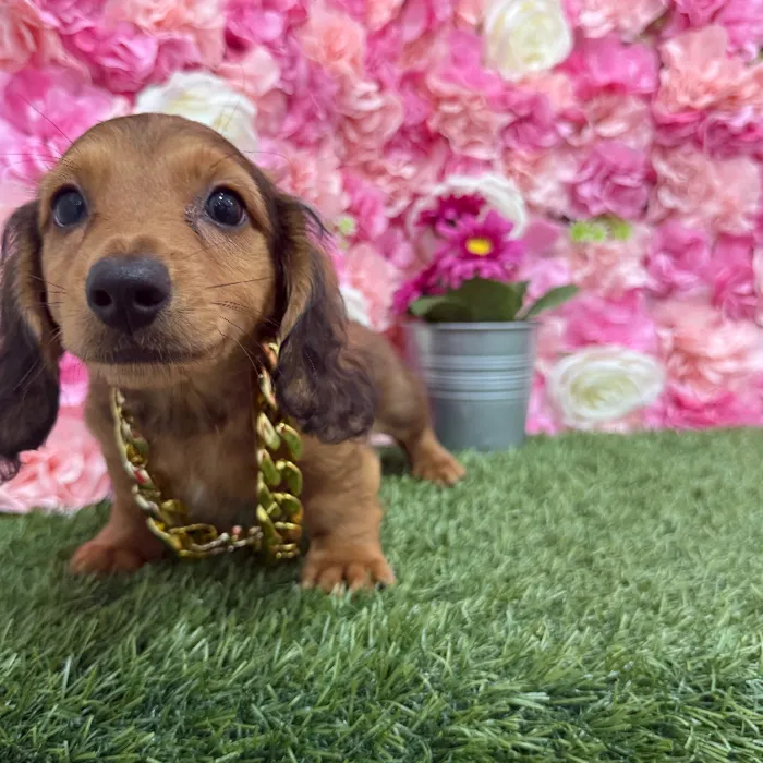 Male Dachshund Puppy for Sale in Braintree, MA