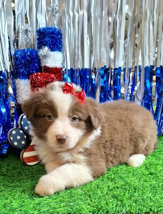 Female Miniature Australian Shepherd puppy named Delilah for sale at Pet Express Braintree.
