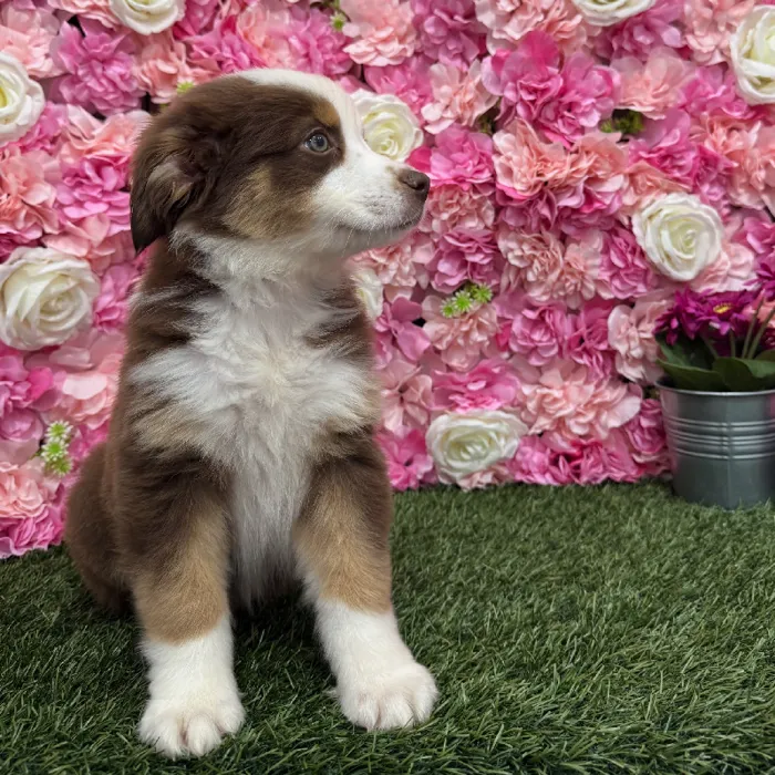 Female Miniature Australian Shepherd Puppy for Sale in Braintree, MA