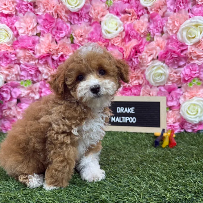 Male Malti-Poo 2Nd Gen puppy named Drake for sale at Pet Express Braintree.