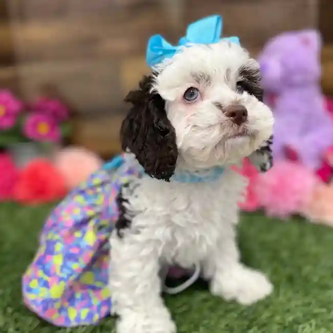 Female Cockapoo Puppy for Sale in Braintree, MA
