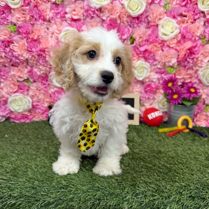 Male Cavachon puppy named Dunkin for sale at Pet Express Braintree.