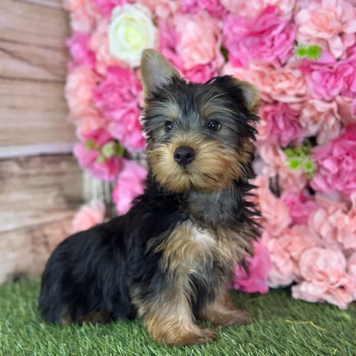 Male Silky Terrier puppy named Witwicky for sale at Pet Express Saugus.