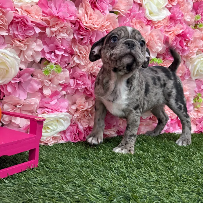 Male Bugg Puppy for Sale in Braintree, MA