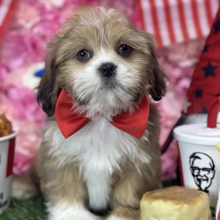Male Lhasa Apso Puppy for Sale in Saugus, MA