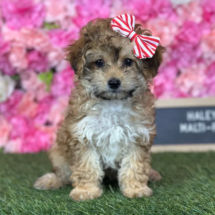 Female Malti-Poo 2Nd Gen puppy named Haley for sale at Pet Express Saugus.