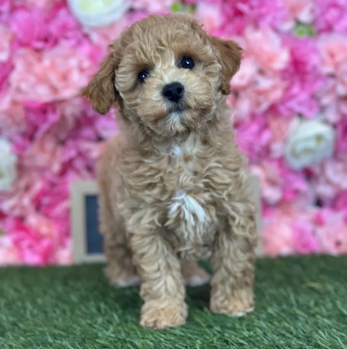 Female Bichon-Poodle puppy named Papaya for sale at Pet Express Saugus.