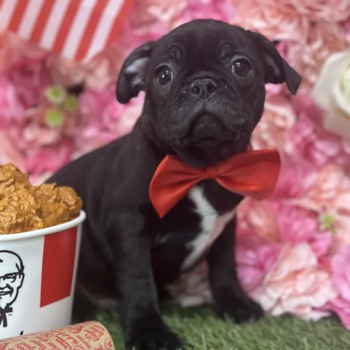 Male Bugg Puppy for Sale in Saugus, MA