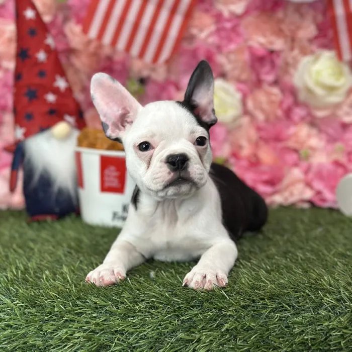 Female Froston Puppy for Sale in Saugus, MA