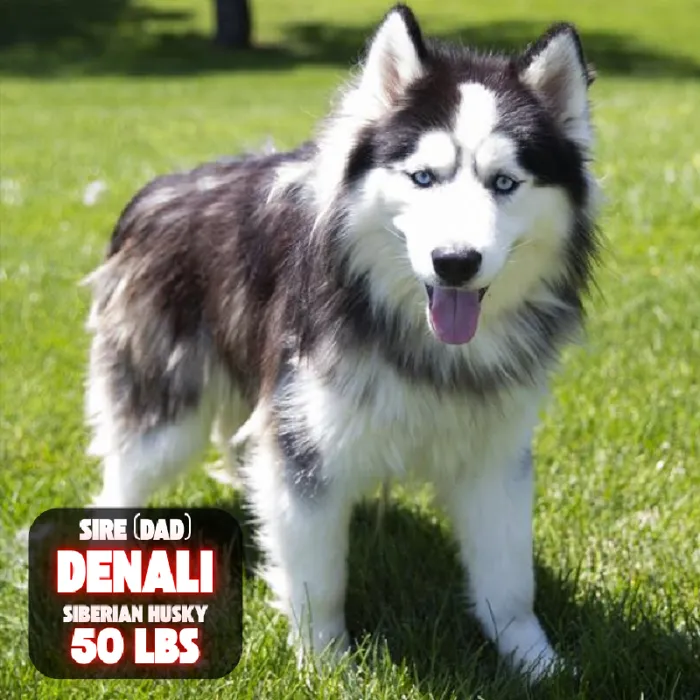 Male Siberian Husky puppy named Ramon for sale at Pet Express Saugus.