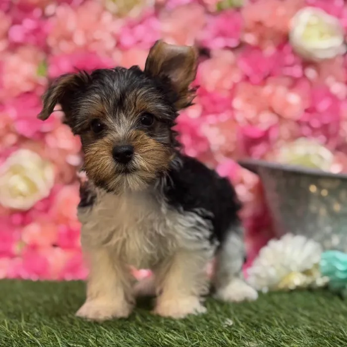 Male Yorkshire Terrier Puppy for Sale in Saugus, MA