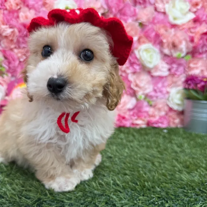Female Mini Goldendoodle 2nd Gen Puppy for Sale in Braintree, MA