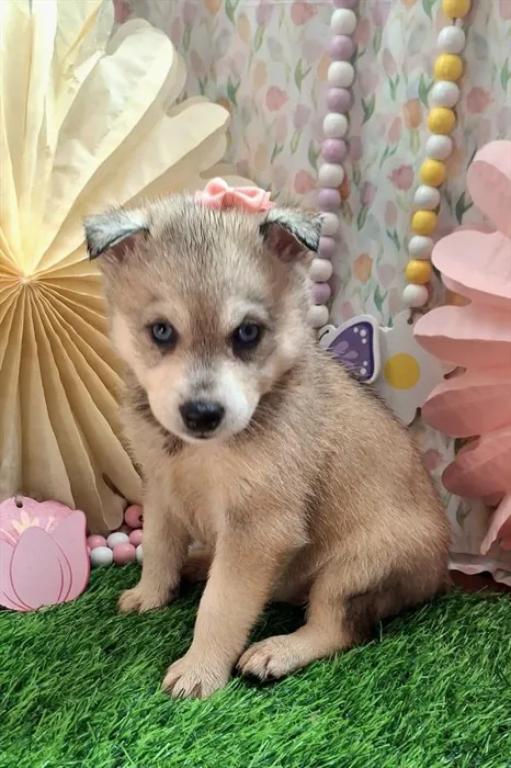 Female Alaskan Klee Kai puppy named Gloria for sale at Pet Express Saugus.