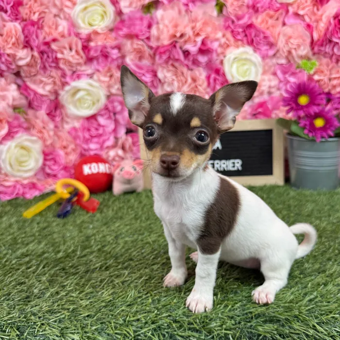Female Taco Terrier (Toy Fox/Chi) puppy named Chica for sale at Pet Express Braintree.