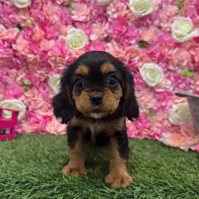 Male Cavalier King Charles Spaniel Puppy for Sale in Saugus, MA
