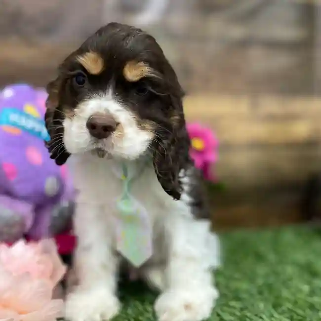 Male Cocker Spaniel Puppy for Sale in Braintree, MA