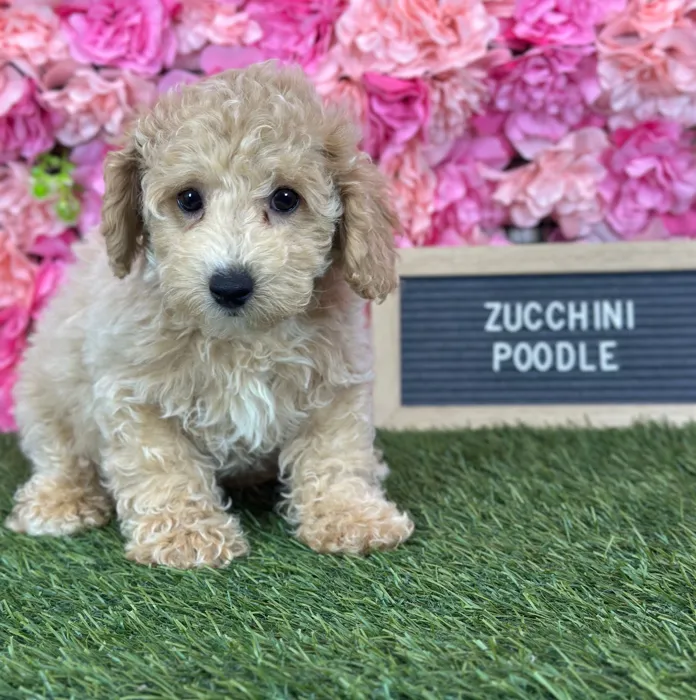 Male Poodle (Mini) puppy named Zucchini for sale at Pet Express Saugus.