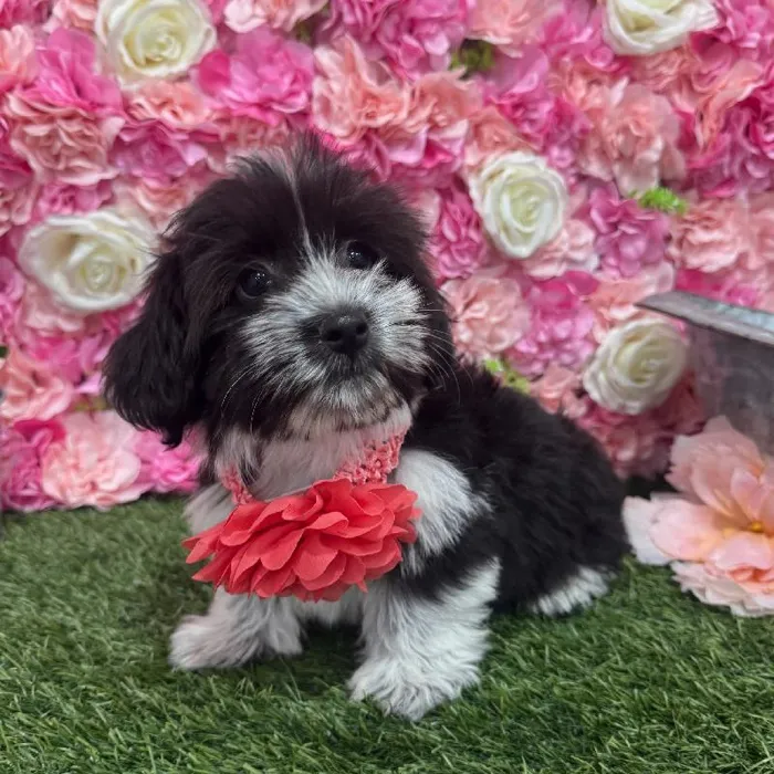 Female Havanese Puppy for Sale in Saugus, MA