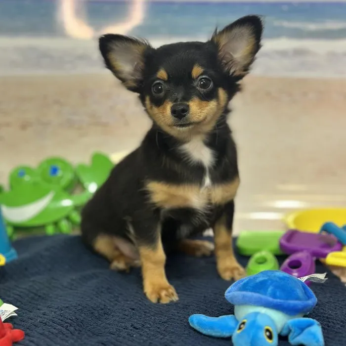 Male Chihuahua Puppy for Sale in Saugus, MA