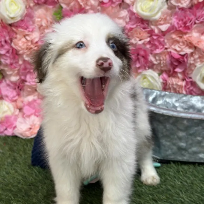 Male Toy Australian Shepherd Puppy for Sale in Braintree, MA