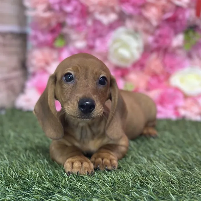 Male Dachshund Puppy for Sale in Saugus, MA