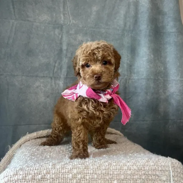 Female Poodle (Mini) puppy named Leila for sale at Pet Express Braintree.