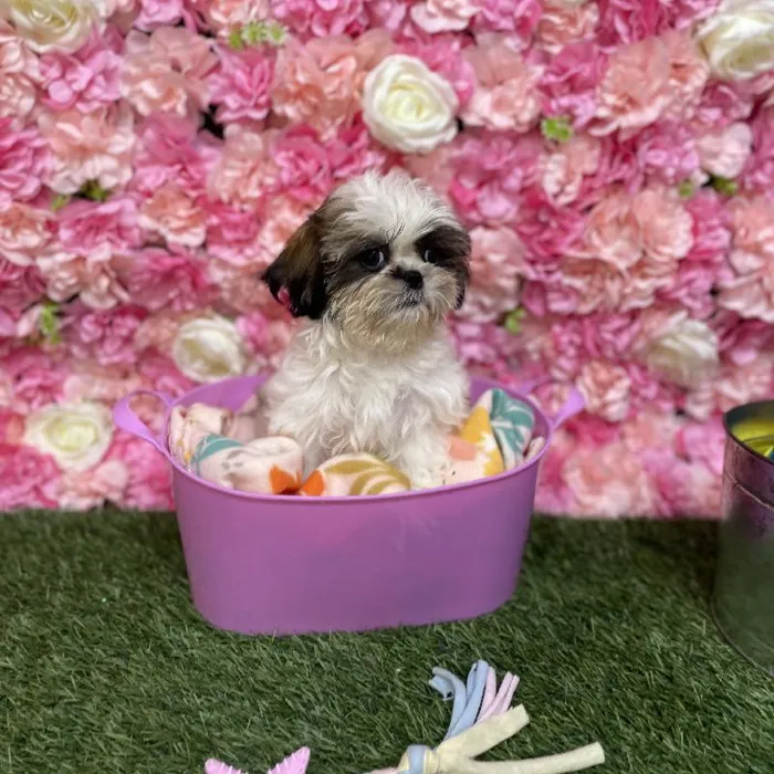 Female Shih Tzu Puppy for Sale in Saugus, MA