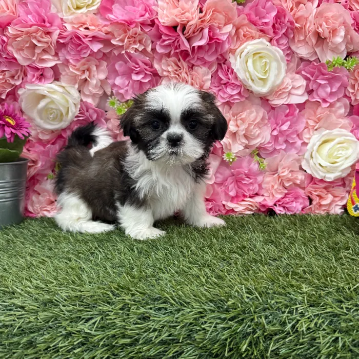 Female Shih Tzu Puppy for Sale in Braintree, MA