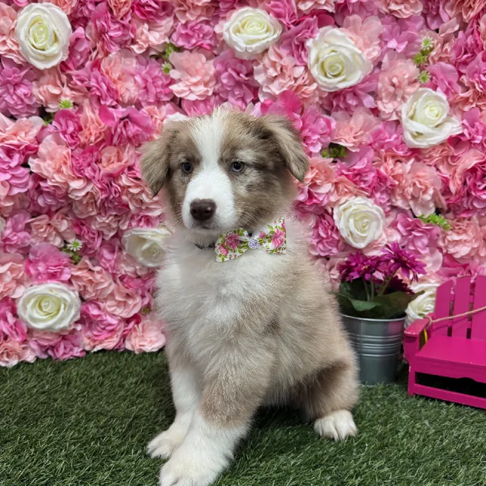 Male Miniature Australian Shepherd Puppy for Sale in Braintree, MA