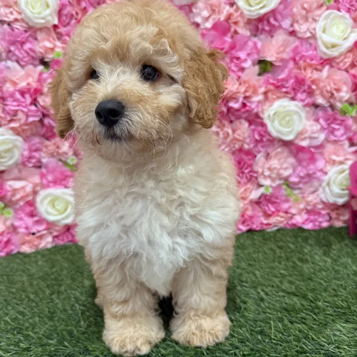 Male Mini Goldendoodle F1BB Puppy for Sale in Braintree, MA