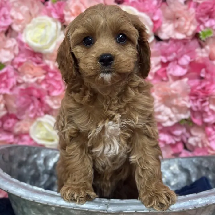 Female Cavapoo Puppy for Sale in Saugus, MA