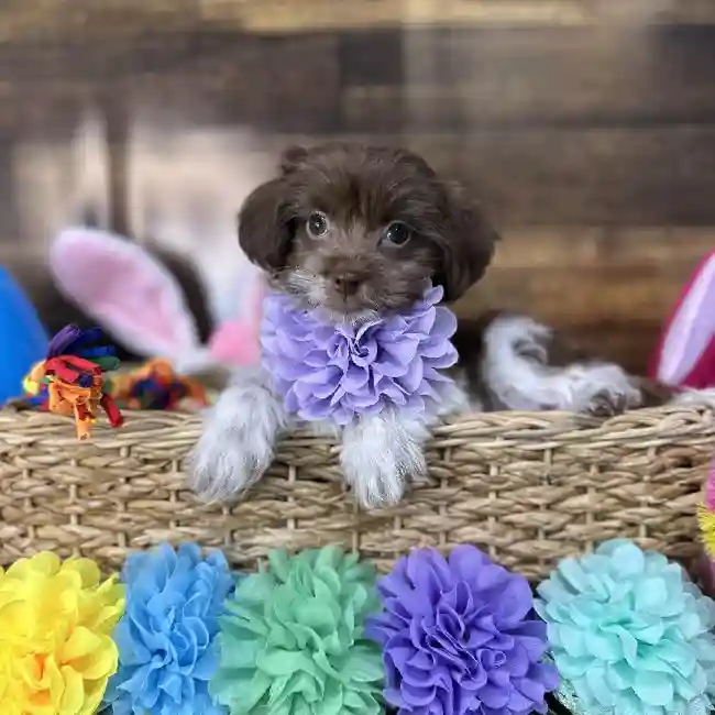 Female Havanese Puppy for Sale in Saugus, MA