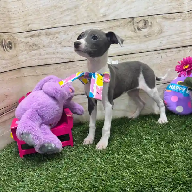 Female Italian Greyhound Puppy for Sale in Braintree, MA