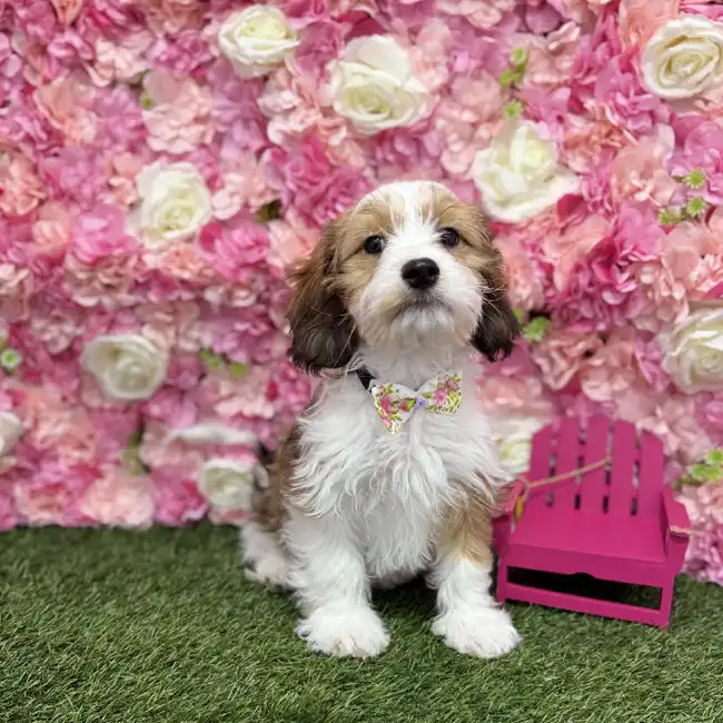 Male Cavanese Puppy for Sale in Braintree, MA