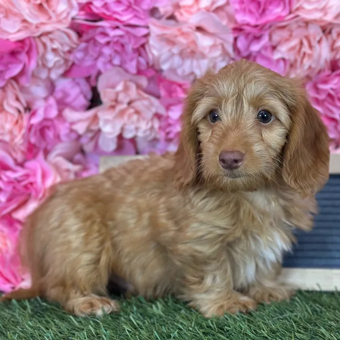 Male Dachshund puppy named Sonny for sale at Pet Express Saugus.