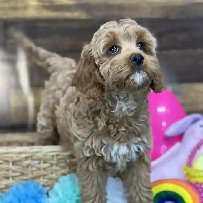 Female Cockapoo Puppy for Sale in Saugus, MA