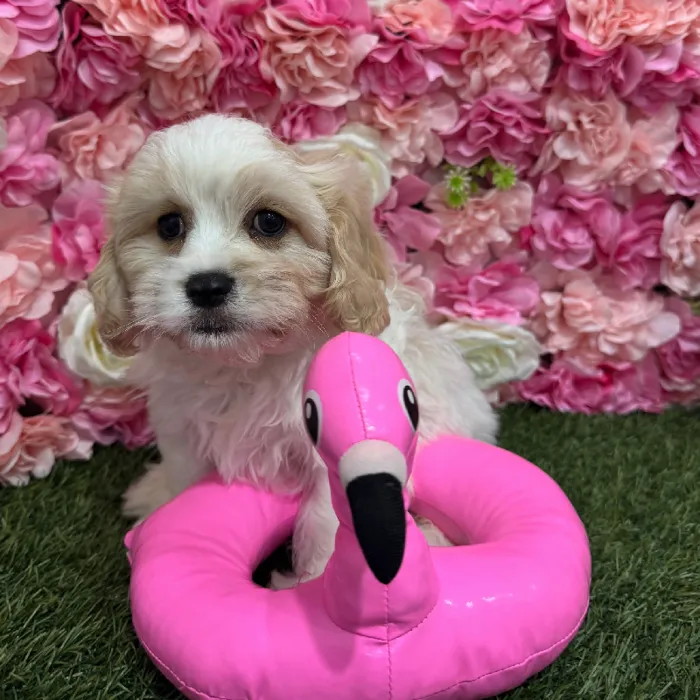 Male Cavachon Puppy for Sale in Braintree, MA