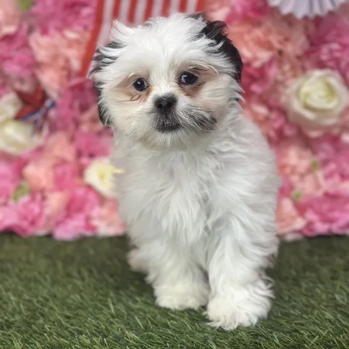 Male Malshi Puppy for Sale in Saugus, MA