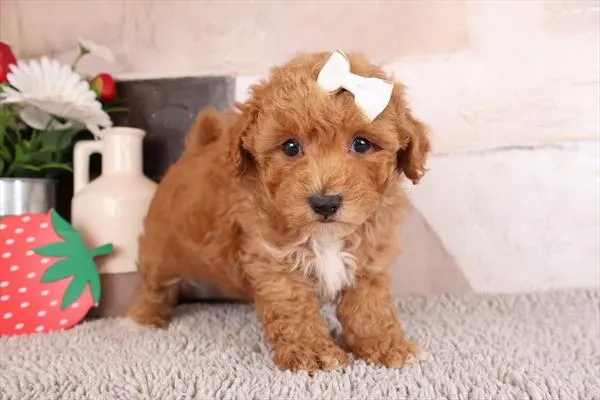 Female Malti-Poo 2Nd Gen puppy named Cher for sale at Pet Express Saugus.