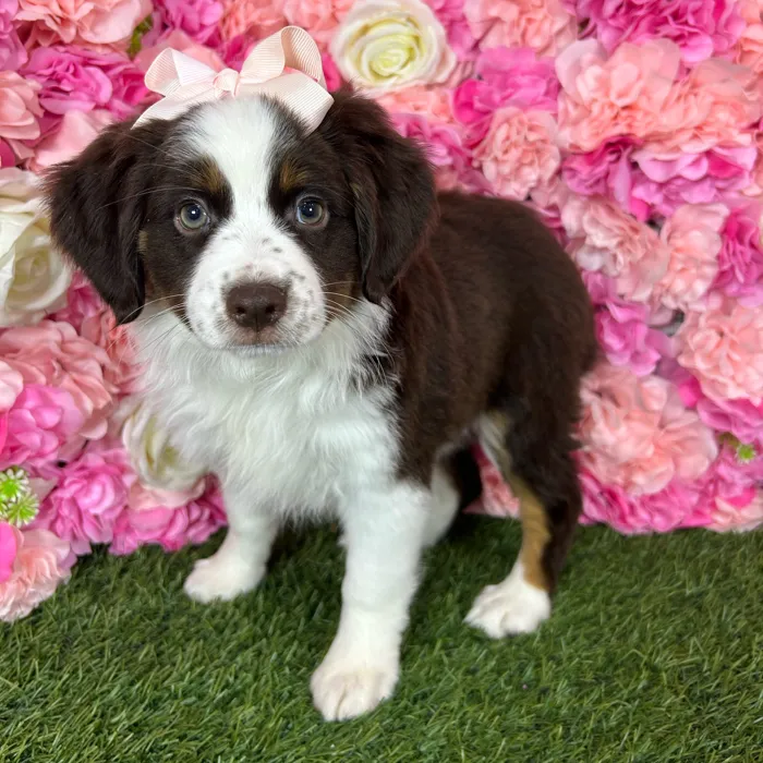 Female Miniature Australian Shepherd puppy named Bubbles for sale at Pet Express Braintree.