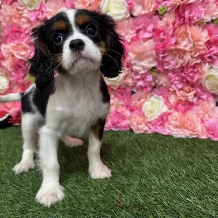 Male Cavalier King Charles Spaniel Puppy for Sale in Saugus, MA