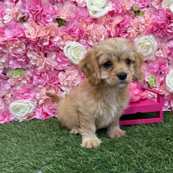 Male Cavapoo 2nd Gen Puppy for Sale in Braintree, MA
