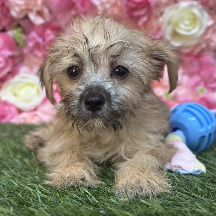 Male Morkie Puppy for Sale in Saugus, MA