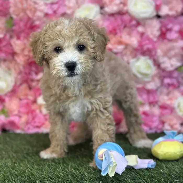 Male Poodle (MINI) Puppy for Sale in Saugus, MA