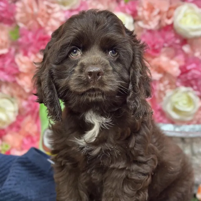 Female Cocker Spaniel Puppy for Sale in Saugus, MA