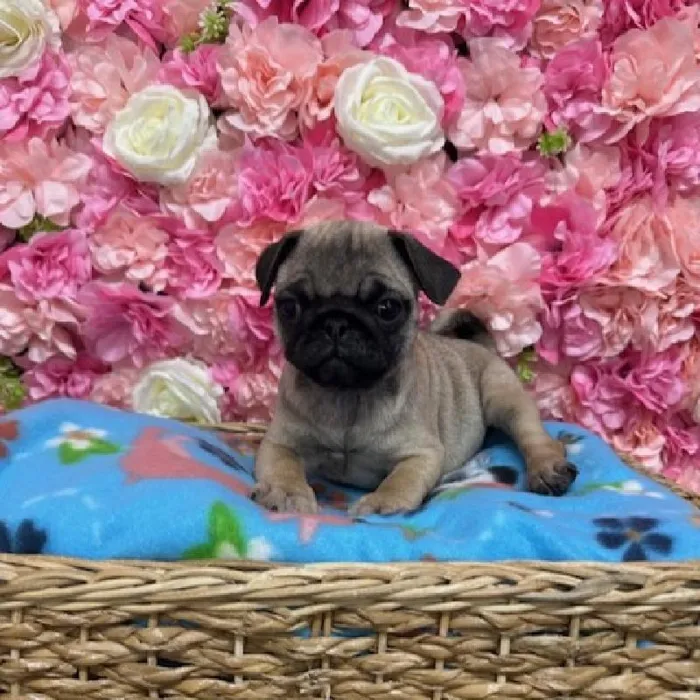 Male Pug Puppy for Sale in Saugus, MA