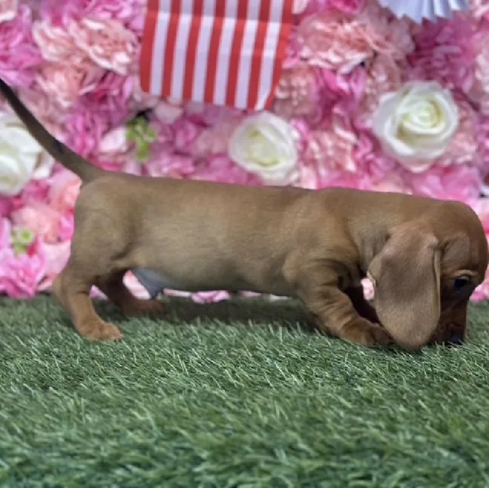 Male Dachshund Puppy for Sale in Saugus, MA