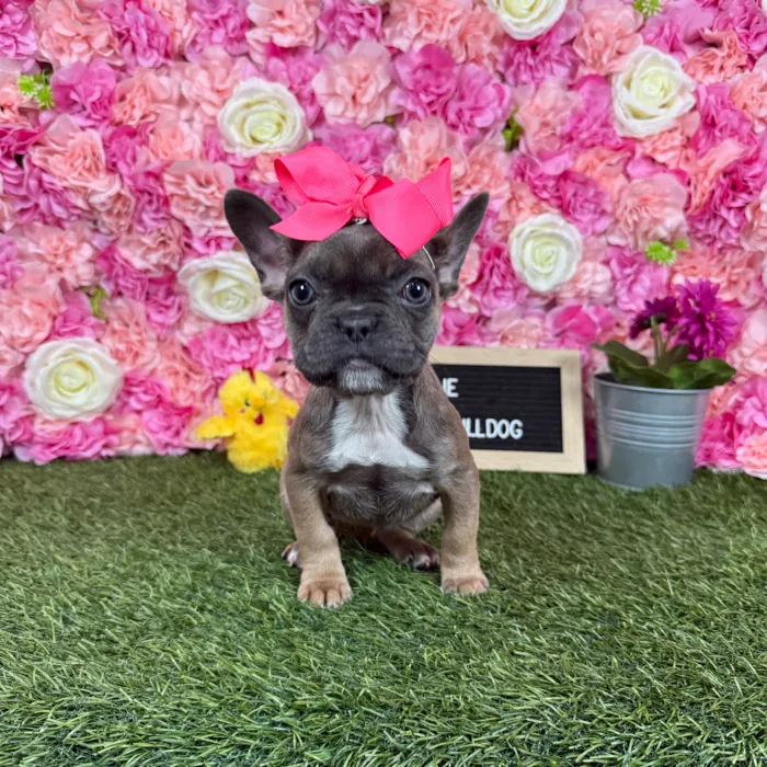 Female French Bulldog puppy named Tillie for sale at Pet Express Braintree.