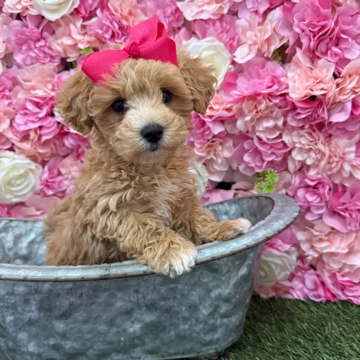 Female Malti-Poo Puppy for Sale in Braintree, MA