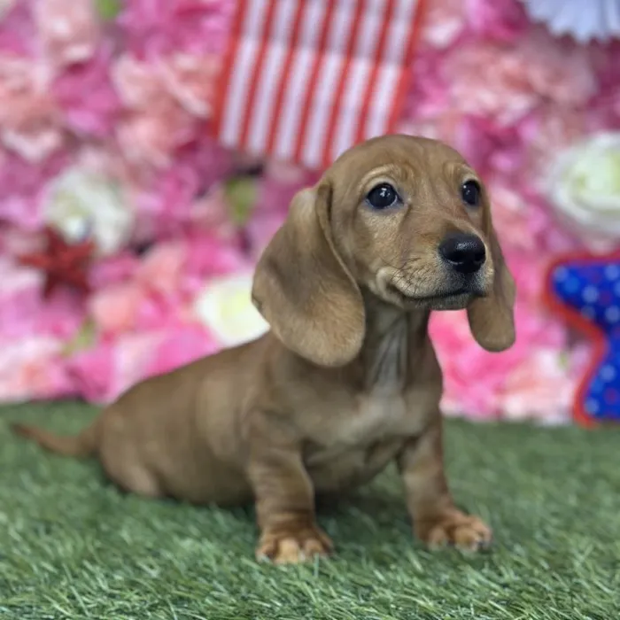 Male Dachshund Puppy for Sale in Saugus, MA